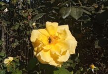 Naturaleza Otoño Abejas